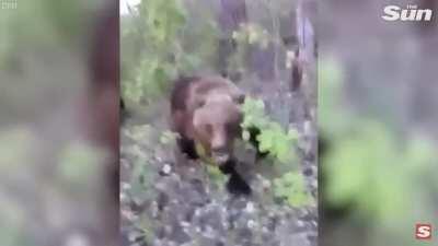 Russian guy kicks a bear