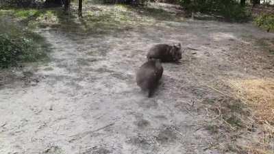 You haven't played until you've played like a wombat