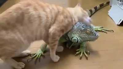Khajiit and argonian passionately make love