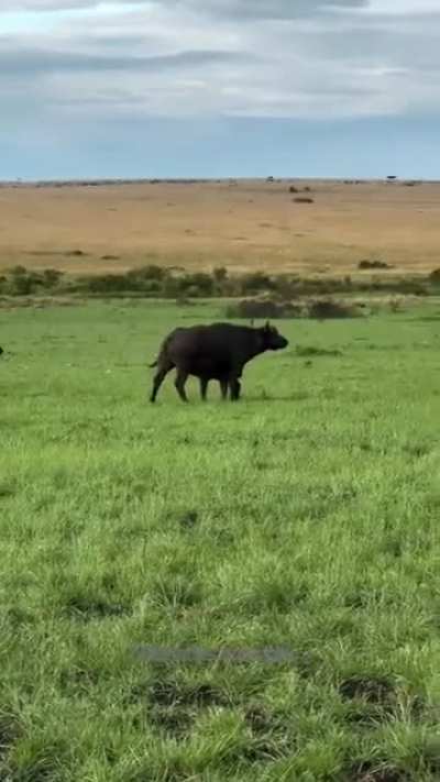 A buffalo protecting its offspring from multiple lions