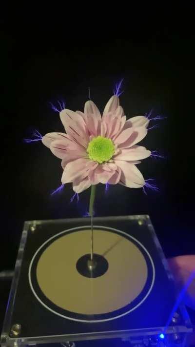 Flower On A Tesla Coil