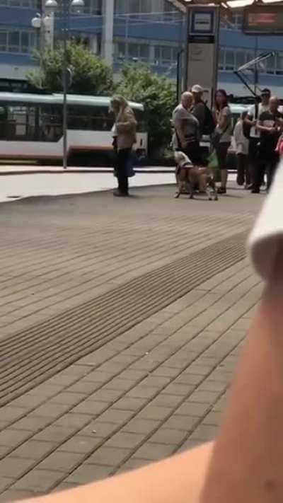 Don't bark at the dog