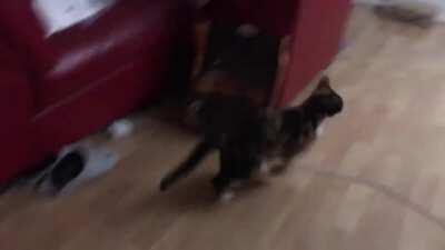 Pepper taking a quiet stroll through the living room