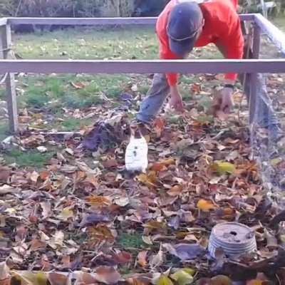 Little bunny jumping at leaves being cute af
