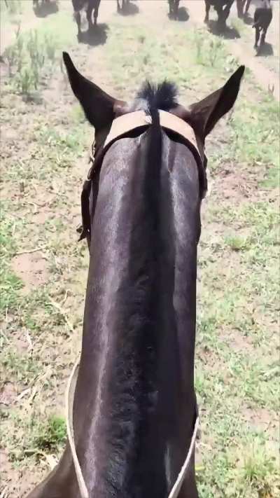 Soy Argentino, soy peón de campo, soy el orgullo de lo que soy