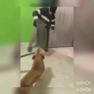 Dog wielding a machete tries to fight his owner