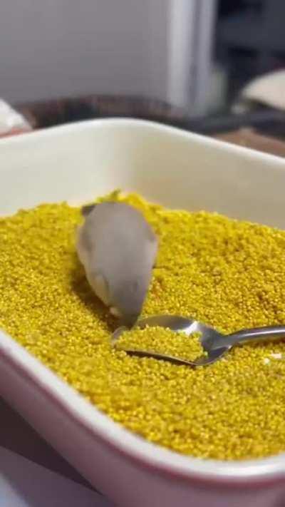 Bird discovers the power of spoon