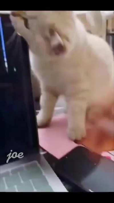 Cats testing your patience