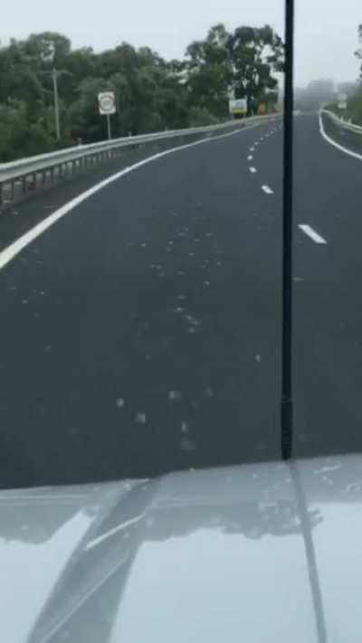 Road covered with mice due to Australian Mouse Plague (OC)