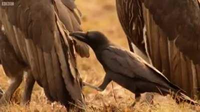 “Hey! What’d you do that for?” “Me! Why I aughta...”