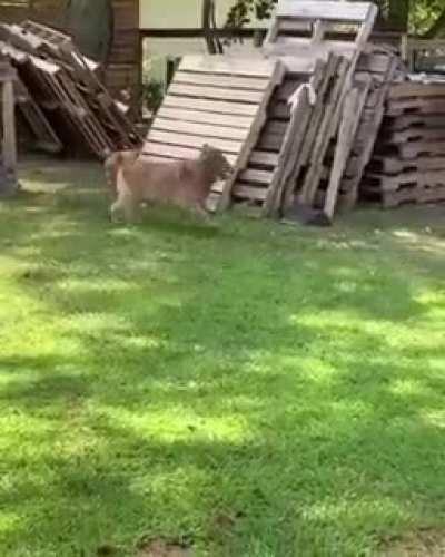 Chicken chasing the dog