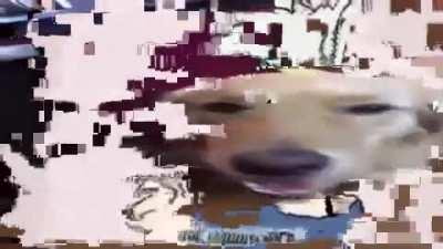 Butter Dog (repost do discord)