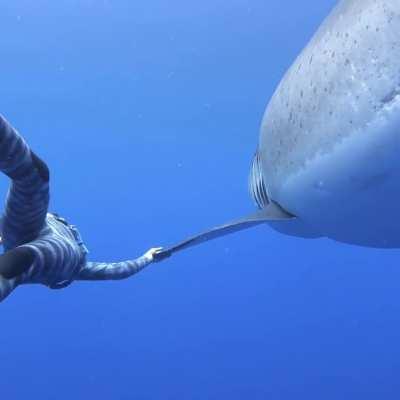 A shark? What shark?