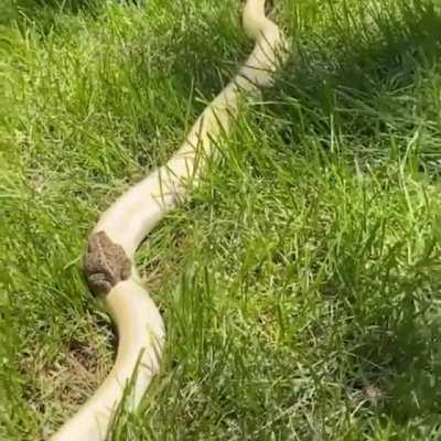 Toad riding a snake
