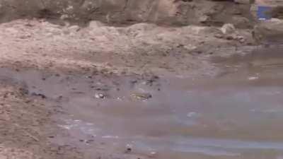 Insane reflex of a deer in avoiding a crocodile attack