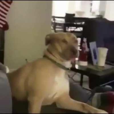 cat demonstrates feint boxing