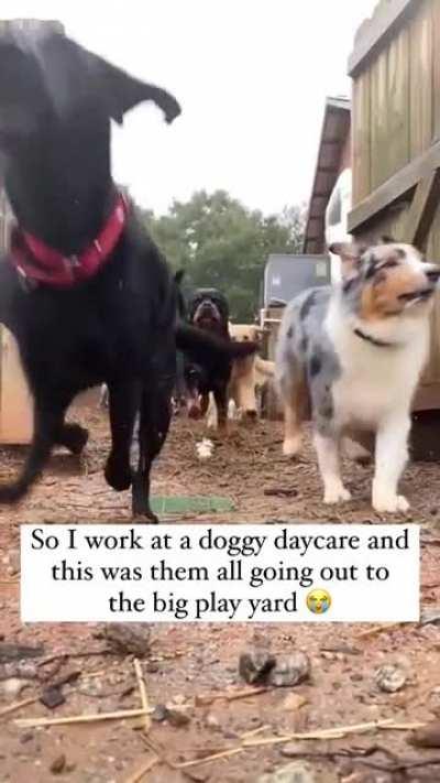 these dogs running to the play yard (wait for the crash!)