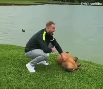 Capybaras, the chillest animal
