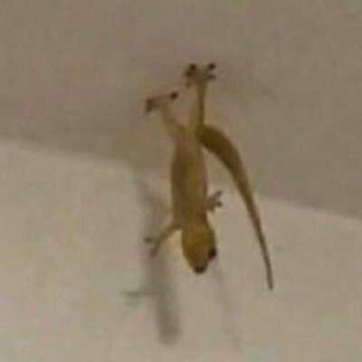 mods are asleep, it is real gecko hours now