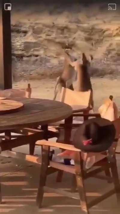 Kangaroo fight