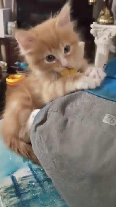 Our kitten being super rambunctious this evening haha still haven't come up with a name for him. He was a rescue.