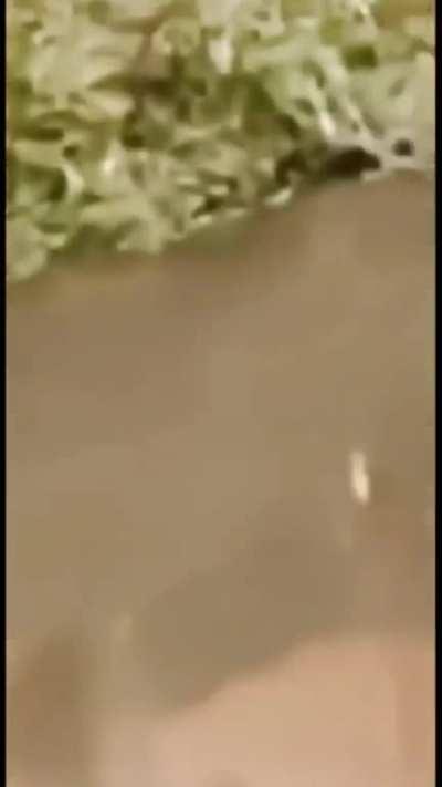 Momento ok i pull up