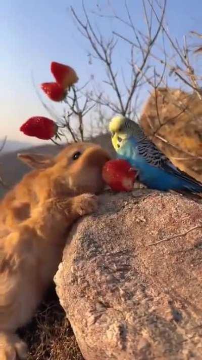 Cute rabbit playing with a bird 