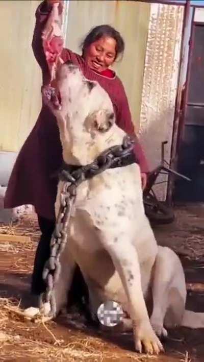 awww little pup......