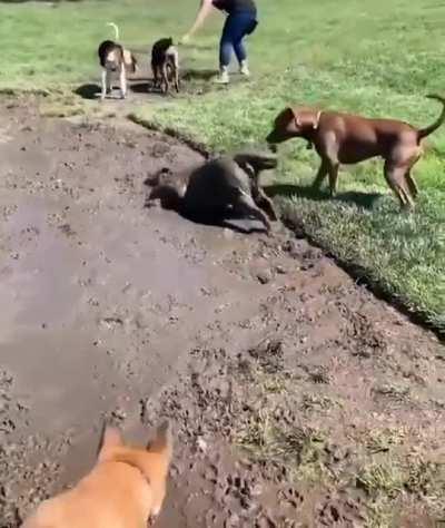 Собака принимает расслабляющую грязевую ванну