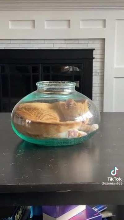 In the fish bowl he belongs