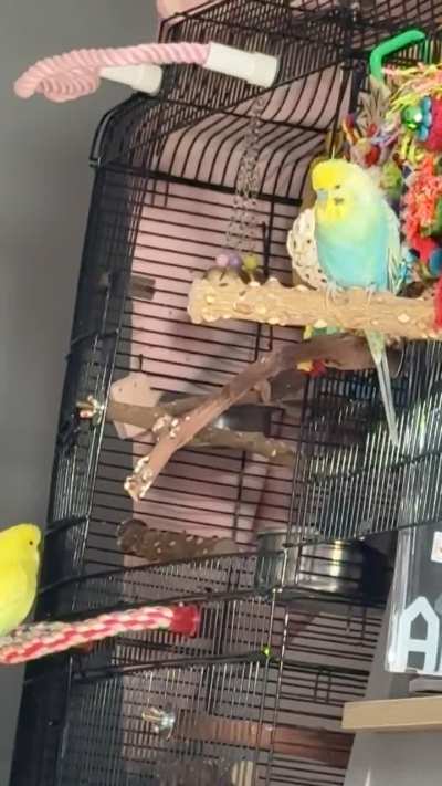 Irritating siblings is a universal experience