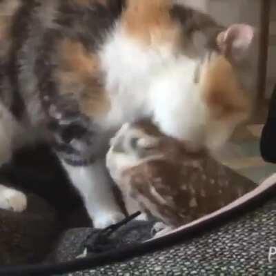 strengthening the cleansing and friendship.