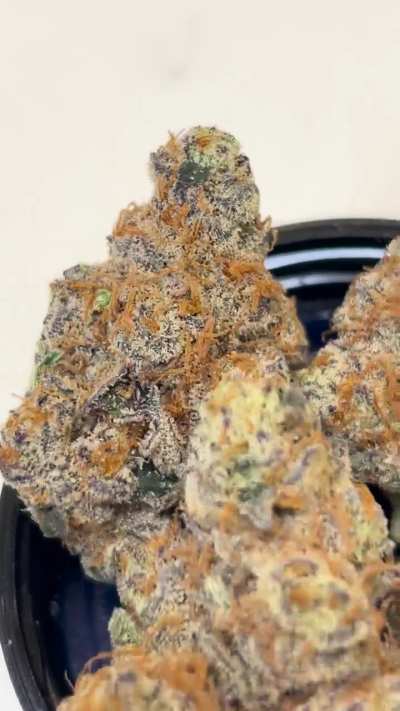 baby jokerz (white runtz x jetfuel gelato)— smells disrespectfully loud. grown in chicago