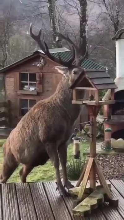Just a big boye eating out of the bird feeder.