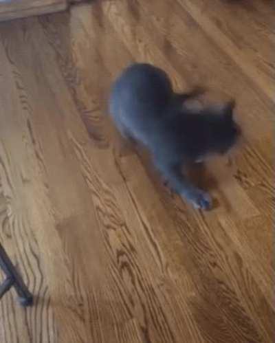 Cat startled by the fact that it just attacked its own tail.