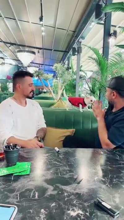 Courageous portable wolf defend bravely the life of his owner.