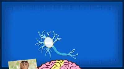 neuron