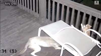 Cat vs. Coyote