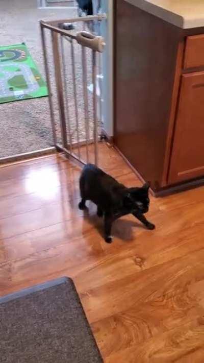 Scared of the blender or Tuning into the mothership?