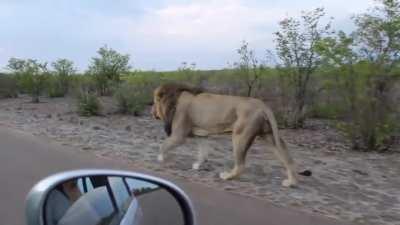 Think you can tease the king of the jungle with impunity?