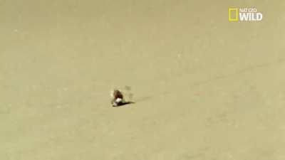 Golden Wheel Spider defends itself from a pompilid wasp and escapes