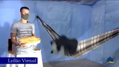 A priest doing an online auction of a lasagna while swinging on a hammock