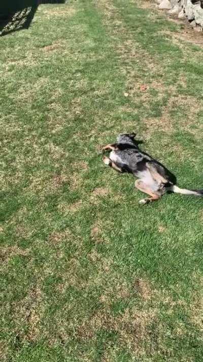 Revy pup getting the best dry grass scritches