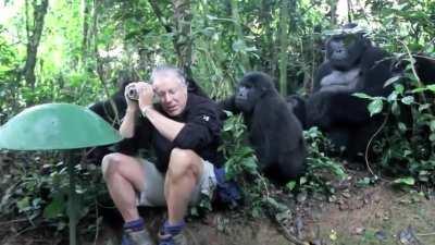 Gorilla family checking out wildlife photographer