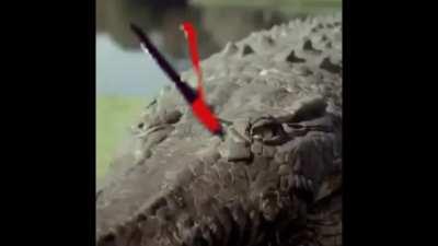 lizard explodes and dies