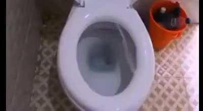 SEAsians are a different breed