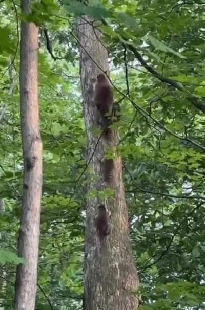 🔥 Mama raccoon and her babies climbing this tree