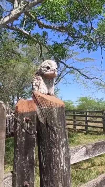 The urutau, or ghost bird, is known for its cry similar to a human lament, and is rarely seen during the day.