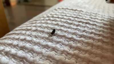 bothered me all night, woke up twice because of this fucker