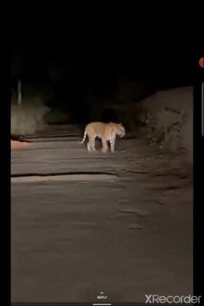 there is a tiger cub on the run in South Delhi. can someone identify the location of this video?